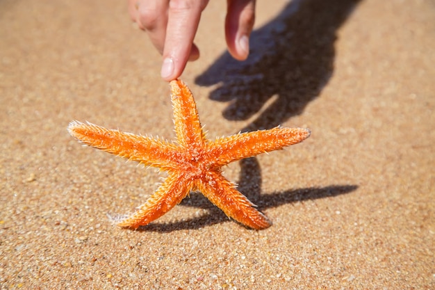 Estrela do mar na praia nas mãos de um homem. Foco seletivo. natureza.