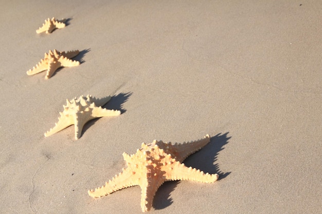 Estrela do mar na praia no verão