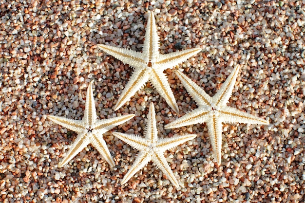 Estrela do mar na praia. praia com ondas.