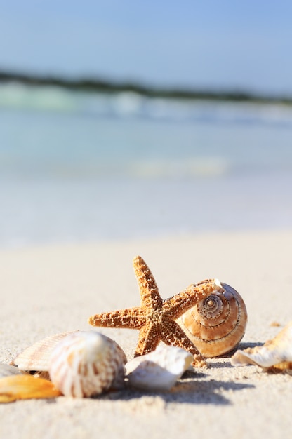 Estrela do mar na praia