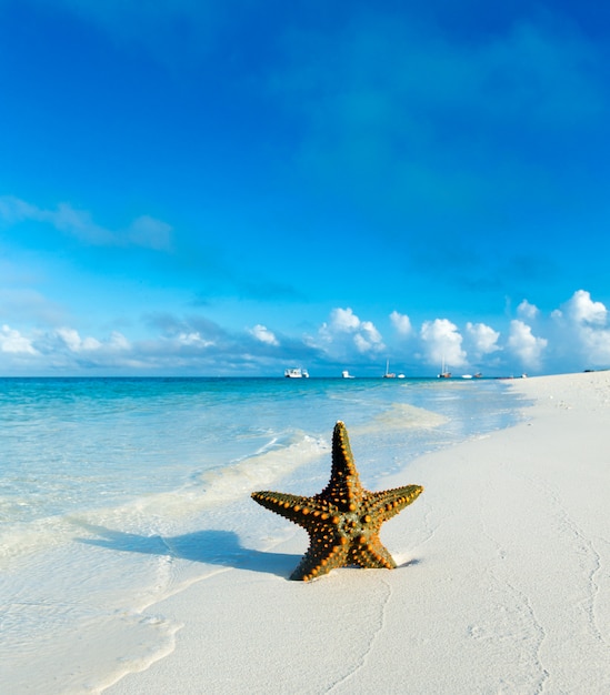 Estrela do mar na praia