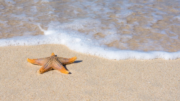 Foto estrela do mar na praia