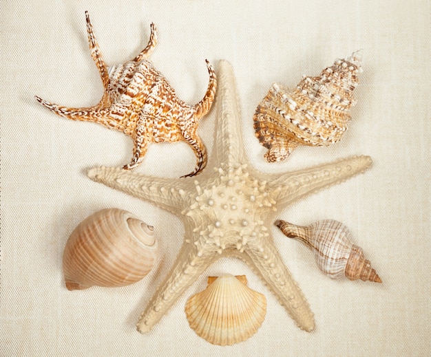 Estrela do mar no centro do quadro com conchas em um fundo bege claro, vista superior.