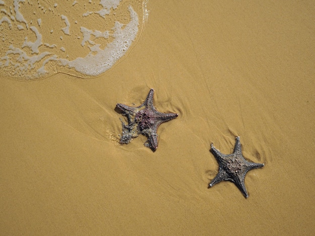 estrela do mar praia