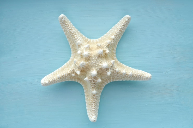 Foto estrela do mar suavemente azul. conceito de verão do mar.