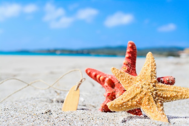 Estrela do mar vermelha e amarela à beira-mar