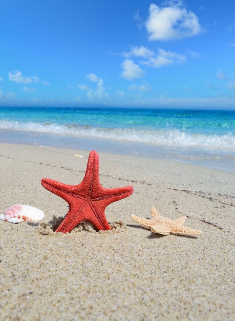 Estrela do mar vermelha e conchas na costa
