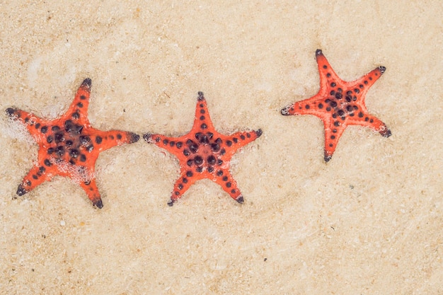 Estrela do mar vermelha em areia branca em uma praia tropical ensolarada