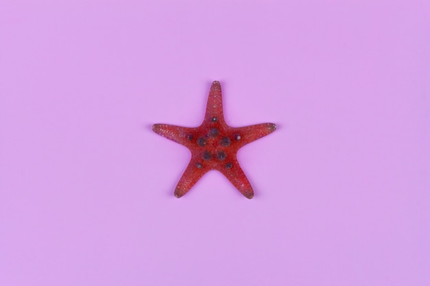 Foto estrela do mar vermelha em close-up rosa