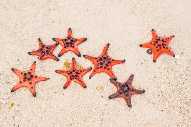 Estrela do mar vermelha na areia branca na ensolarada praia tropical