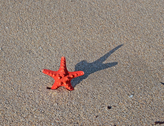 Estrela do mar vermelha na areia