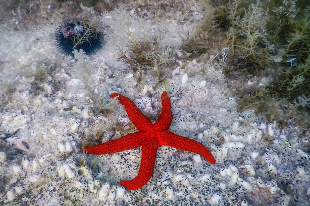 Estrela do mar vermelha no fundo do mar (echinaster sepositus) debaixo d'água