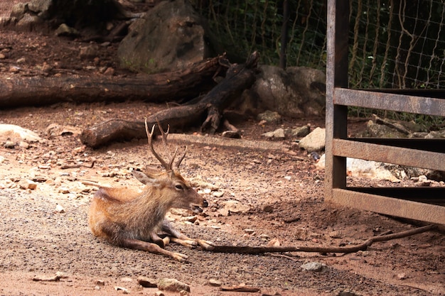 Estrela dos cervos