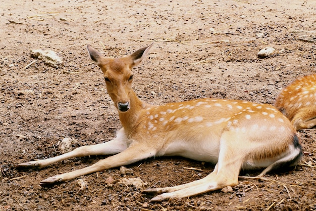 Estrela dos cervos