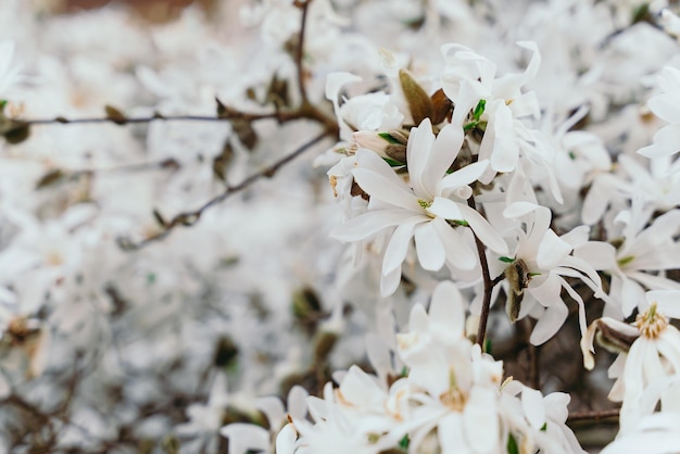 Estrela Magnolia florescendo na primavera Florescendo magnólia stellata árvore Forma de estrela flores brancas de magnólia Temporada de primavera doce fragrância