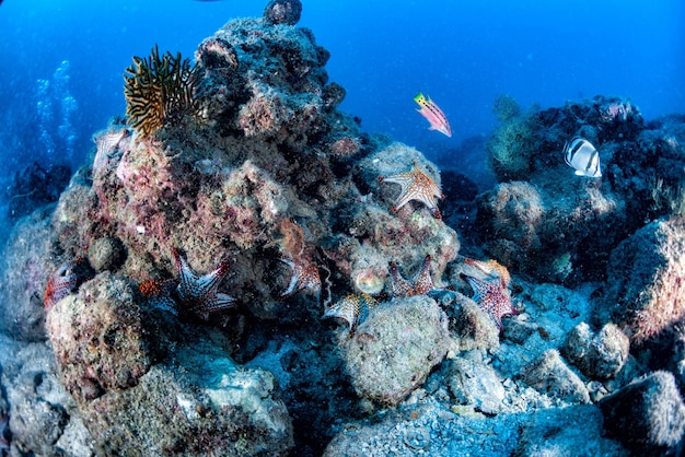 Estrelas do mar em uma paisagem subaquática colorida de recife