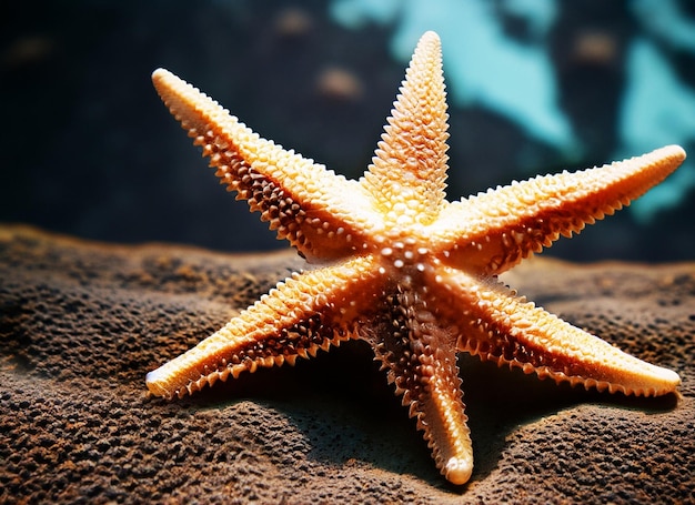 Estrelas-do-mar no habitat