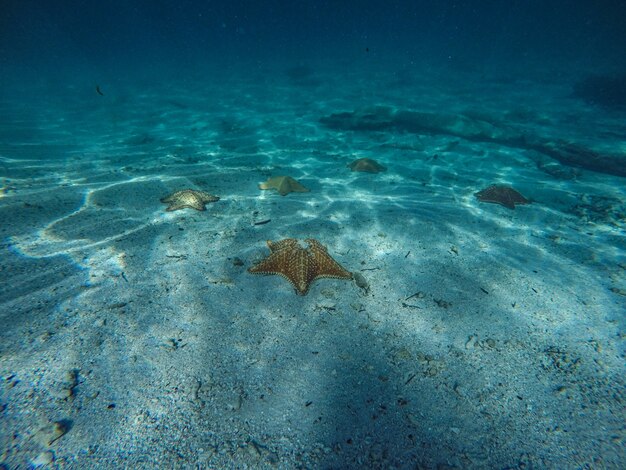 Estrelas do mar