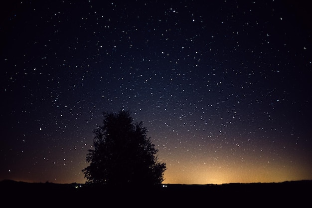 estrelas e árvore