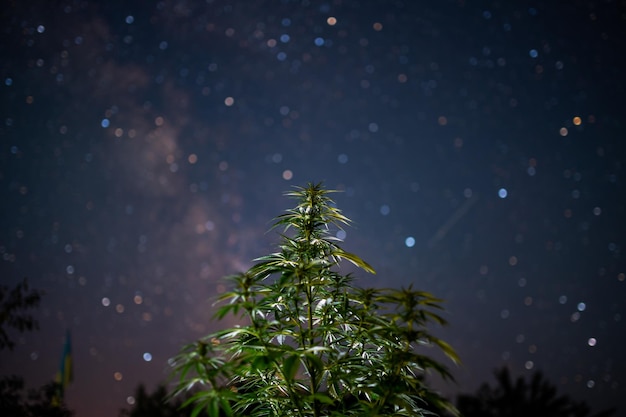 Estrelas e maconha cannabis e sonhos e beleza do céu