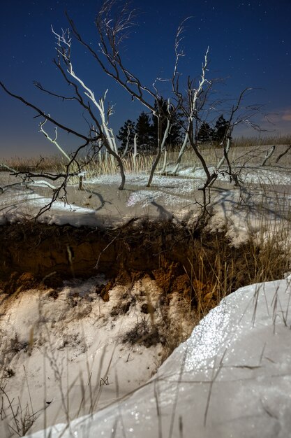 Estrelas no céu noturno acima dos galhos de uma árvore caída no inverno.