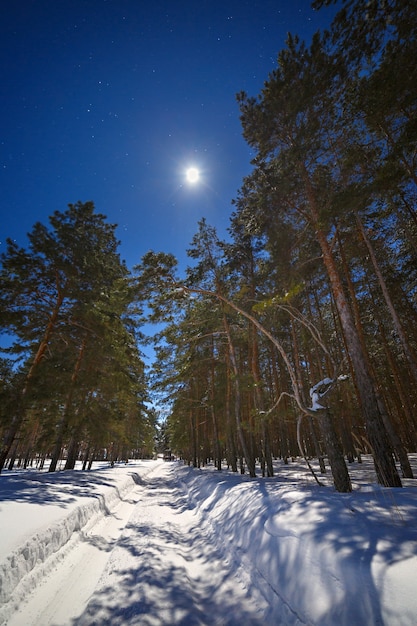La estrella y la luna llena en el cielo por la noche. Camino de invierno con nieve profunda en el bosque de coníferas.