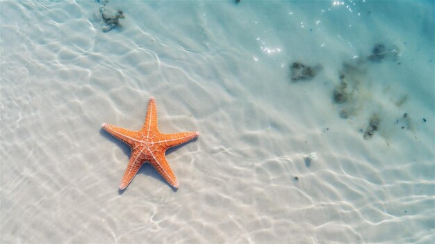 Estrella de mar en el agua azul del océano Fondo de verano con espacio de copia Día de verano soleado