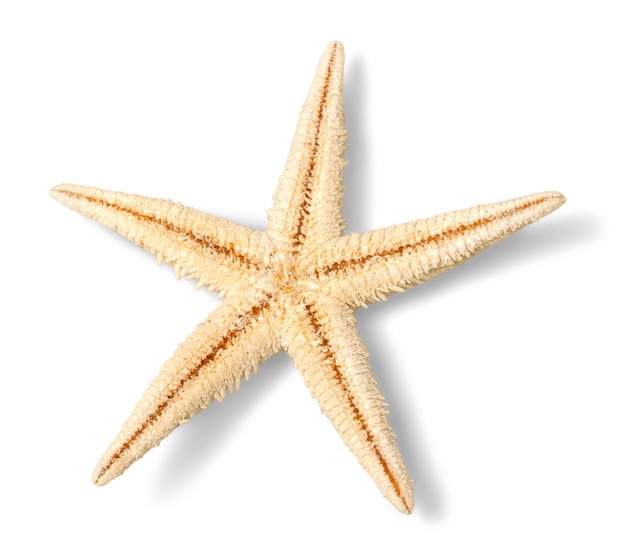 Estrella de mar amarilla aislada sobre fondo blanco