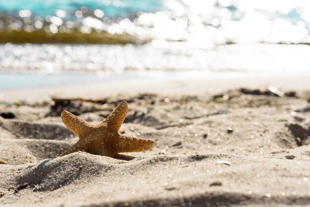 Estrella de mar en la arena del océano en un cálido día de verano