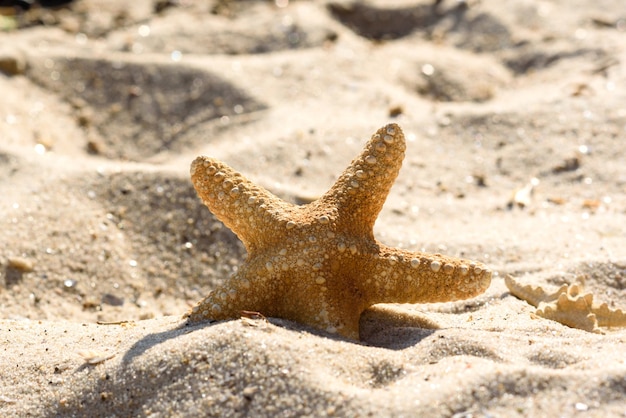 Estrella de mar en la arena del océano.