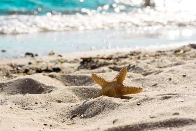 Estrella de mar en la arena del océano.