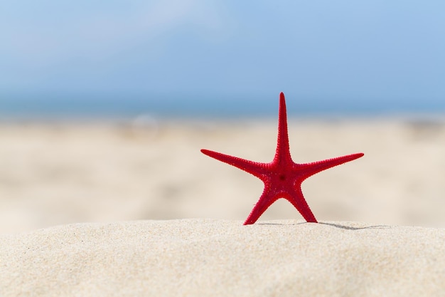 Estrella de mar en la arena de la playa del océano.