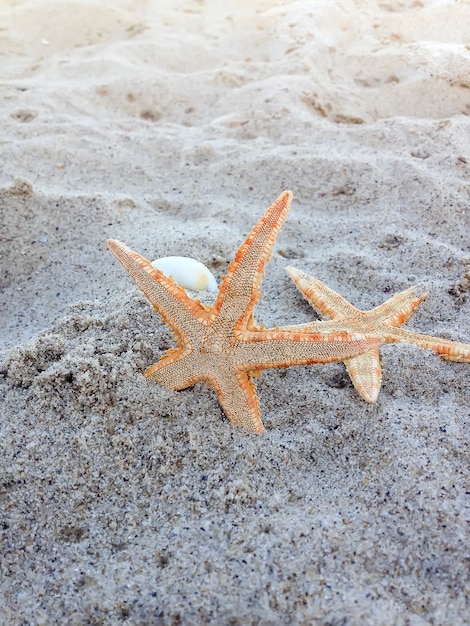 Estrella de mar en la arena de la playa