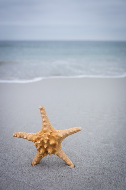 Estrella de mar en la arena