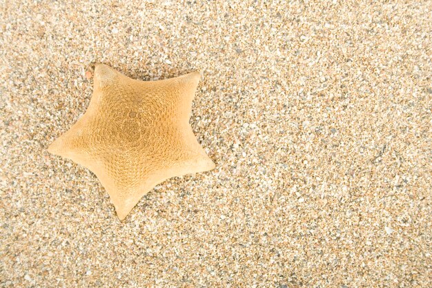 Estrella de mar en la arena