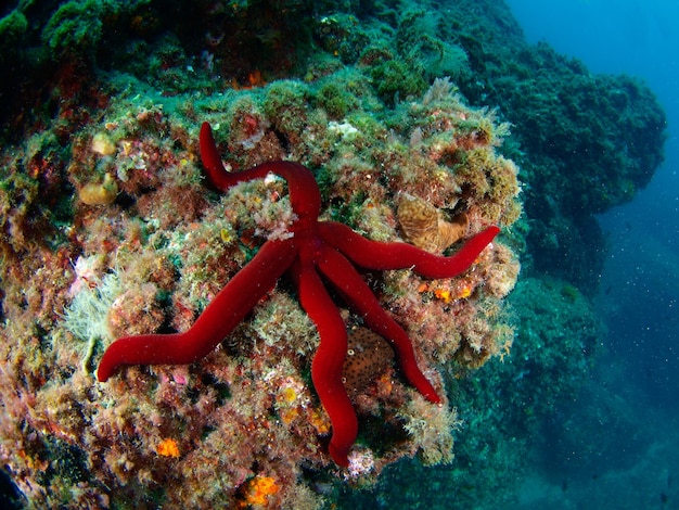 Estrella de mar Astropecten aranciacus textura