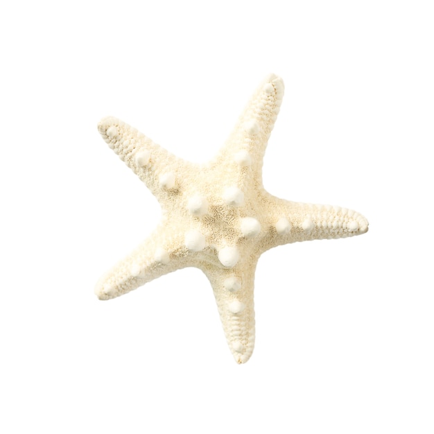 Estrella de mar blanca aislada.