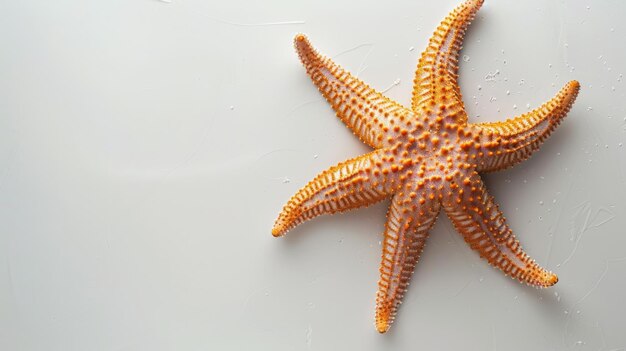 La estrella de mar del Caribe sobre un fondo blanco