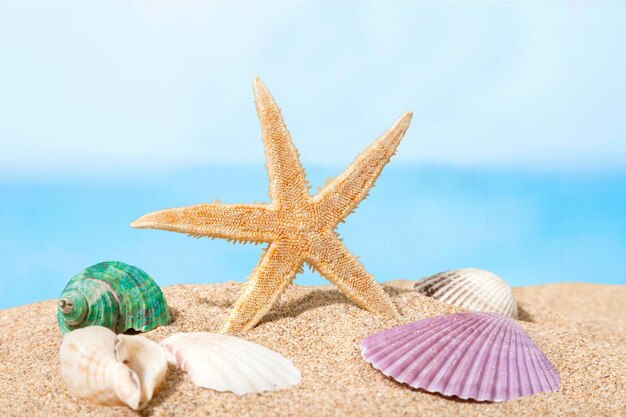 Estrella de mar y conchas en el concepto de viaje de arena