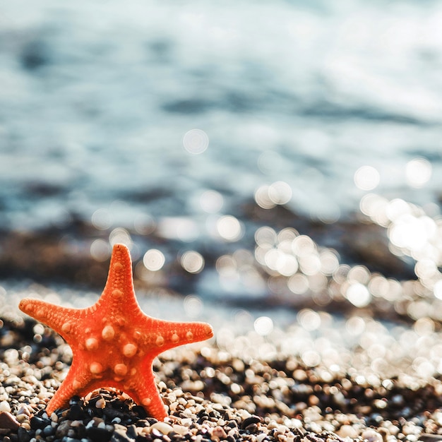 Estrella de mar en la costa del mar