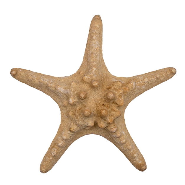 La estrella de mar es beige aislada en un fondo blanco