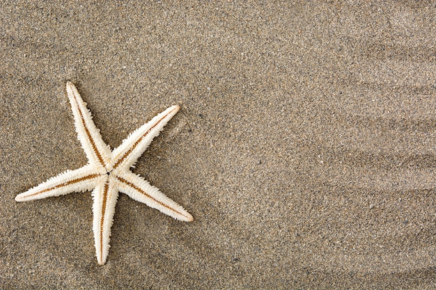Estrella de mar en el espacio de copia de vista superior de arena