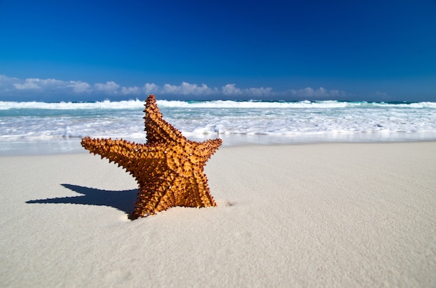 Estrella de mar con mar, playa y paisaje marino,