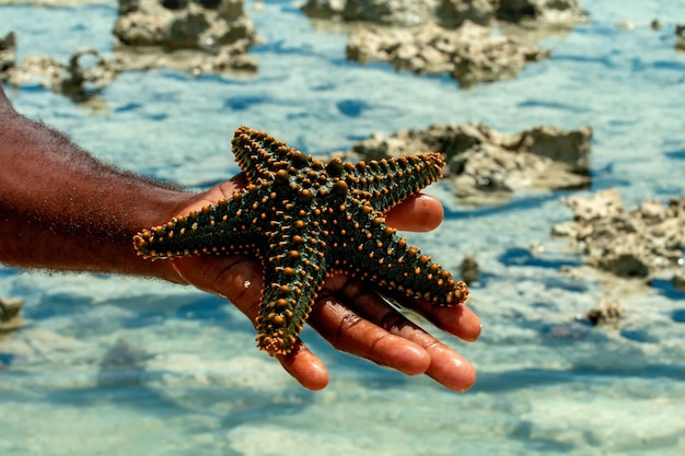 Estrella de mar en una palma masculina contra el fondo del mar.