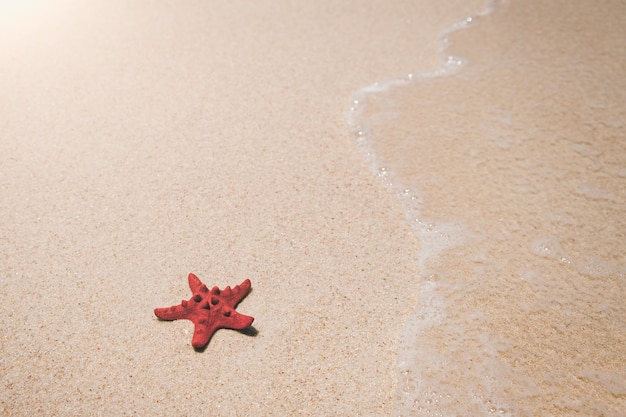 Foto estrella de mar en la playa de arena de mar