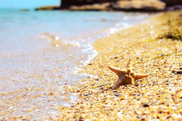 estrella de mar en una playa de arena