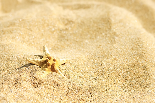 estrella de mar en una playa de arena