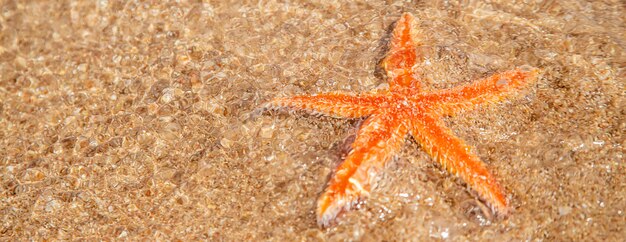 Estrella de mar en la playa en la arena.