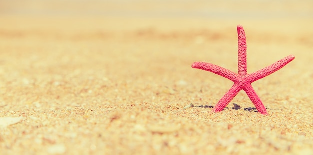 Estrella de mar en la playa en la arena.