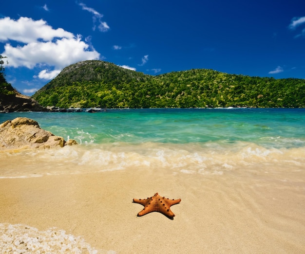 Foto una estrella de mar en la playa está en la arena.